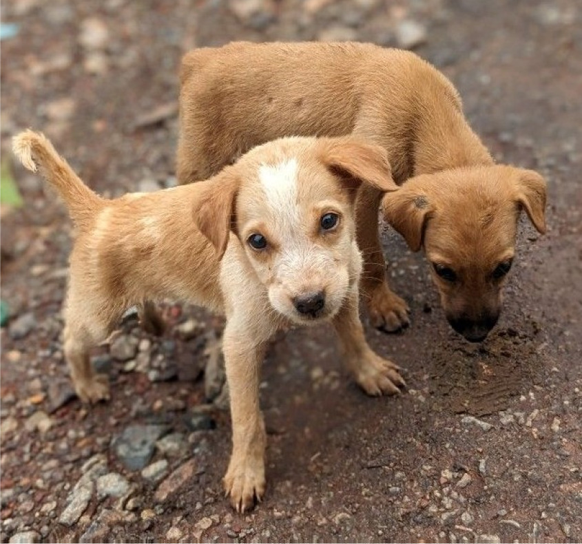 ANIMALES EN SITUACION DE CALLE
