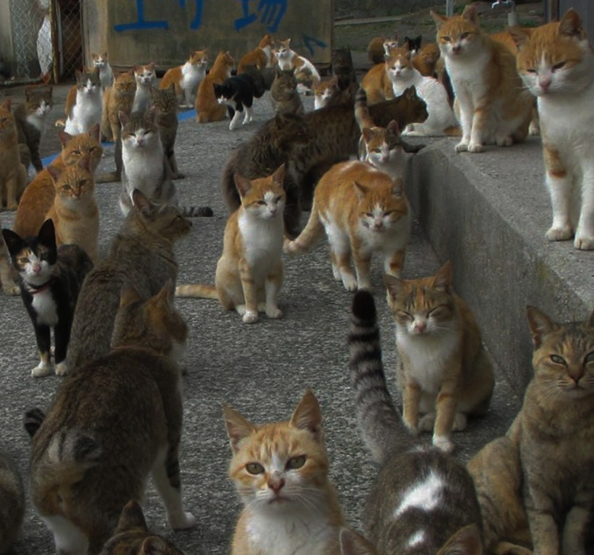 ACUMULACION NEGLIGENTE DE ANIMALES