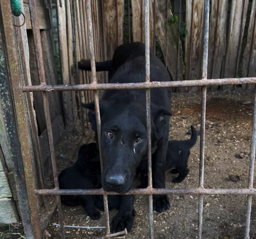 CRIADEROS CLANDESTINOS