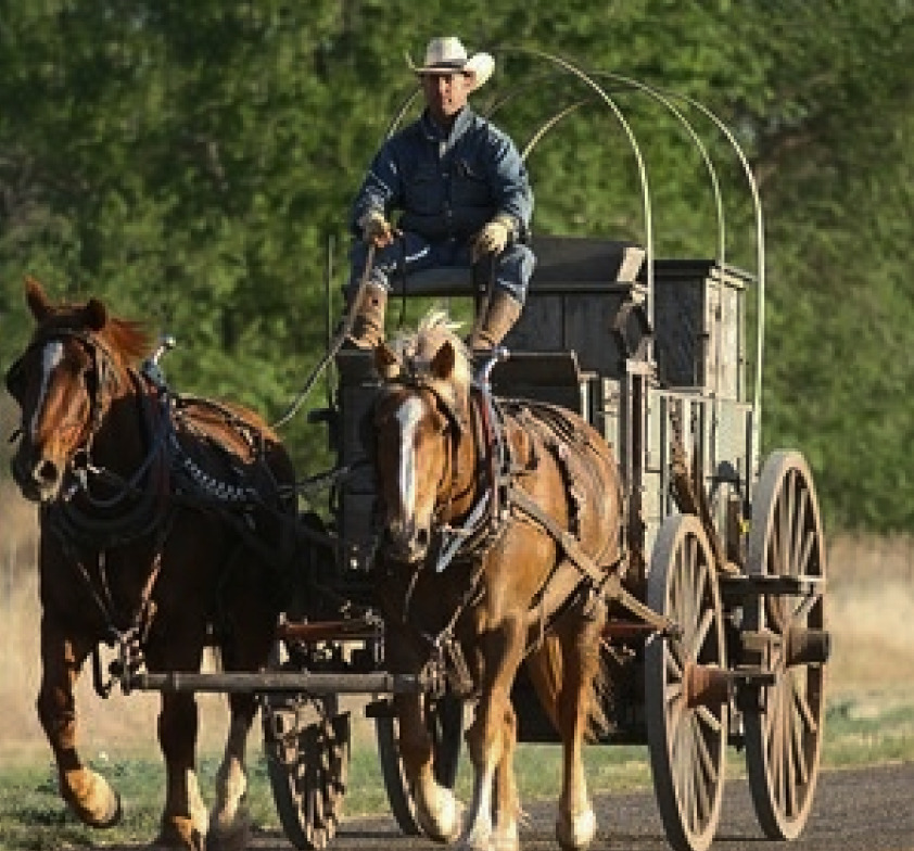 ANIMALES DE GRANJA O TRABAJO EN MAL ESTADO