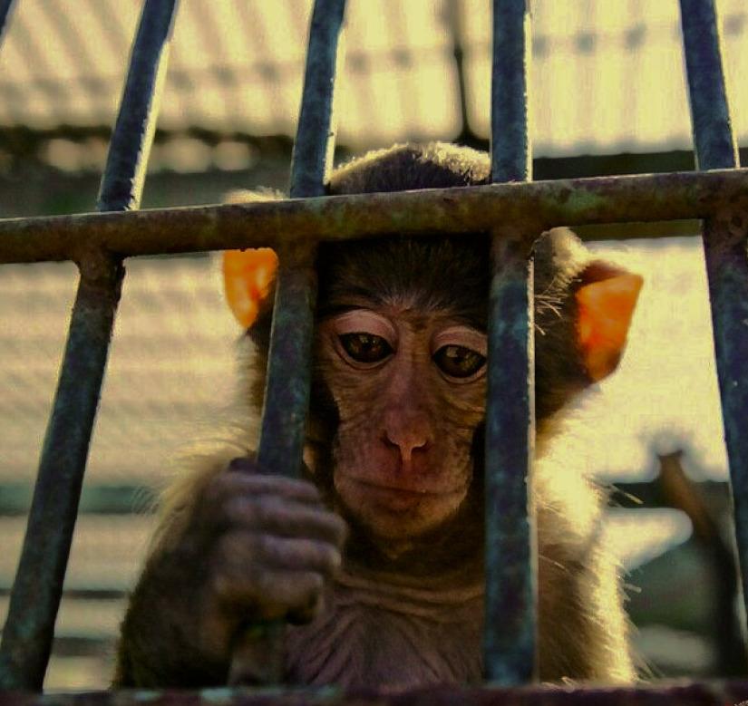 ANIMALES SILVESTRES EN CAUTIVERIO ILEGAL