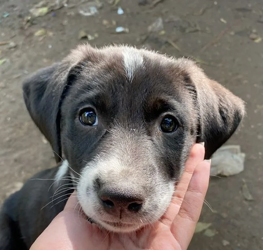 Cachorro buscando adopción