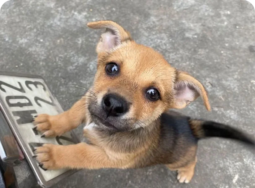 Perrito en adopción